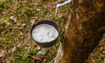 Caoutchouc naturel (Hévéa)