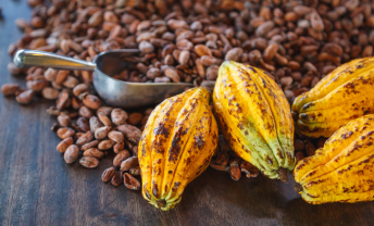 Cacao